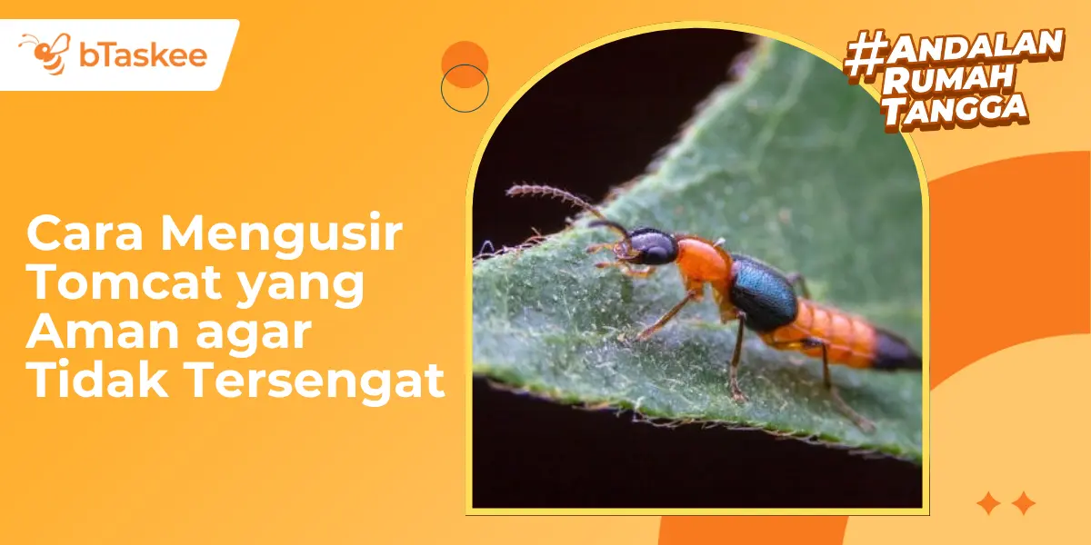 Cara Mengusir Tomcat yang Aman agar Tidak Tersengat