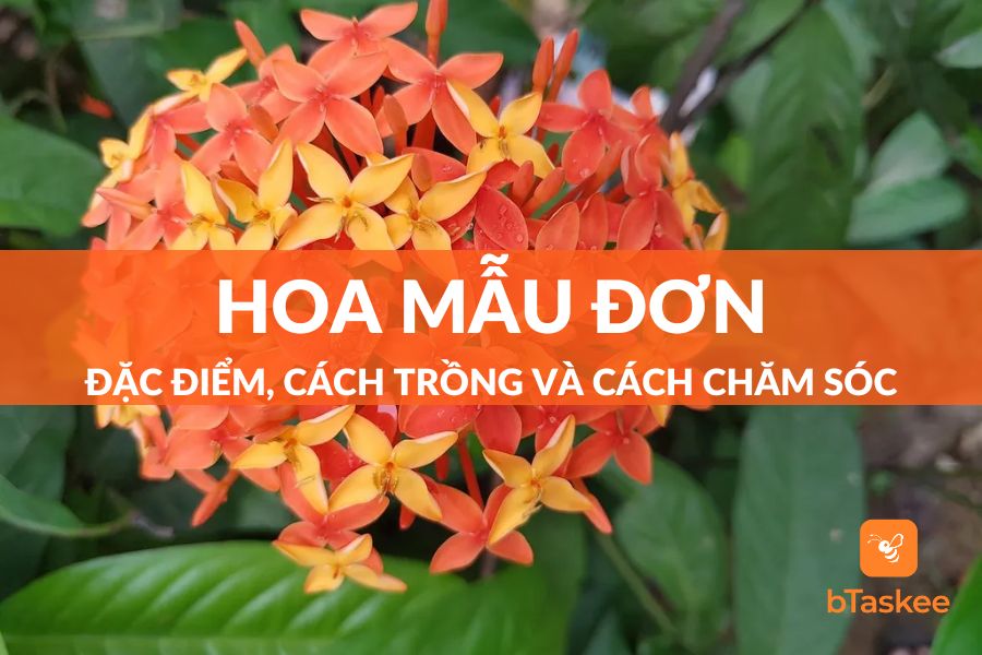 Hoa Mẫu Đơn: Đặc Điểm, Công Dụng, Cách Trồng Và Lưu Ý Chăm Sóc