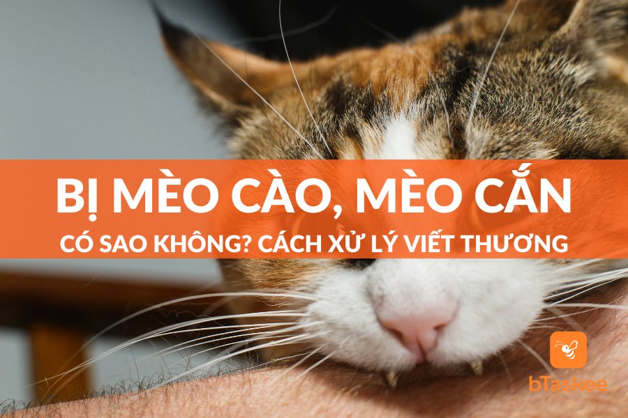 Mèo Cắn Có Sao Không? Có Bị Dại Không? Có Cần Tiêm Phòng Không?
