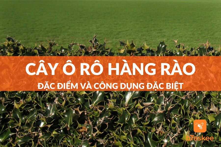 Cây Ô Rô Hàng Rào Là Gì? Đặc Điểm Và Công Dụng Ra Sao?