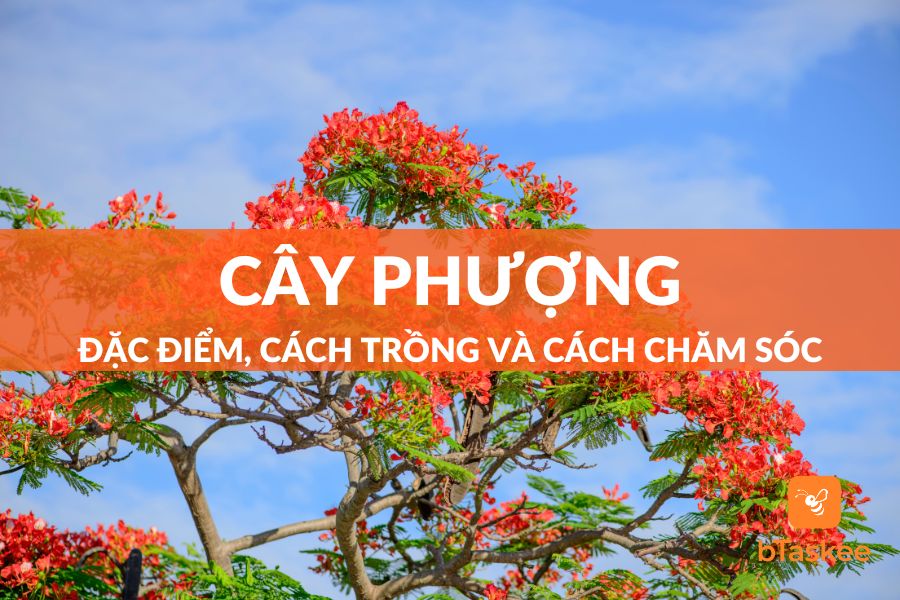 Cây Phượng: Đặc Điểm, Cách Trồng Và Cách Chăm Sóc