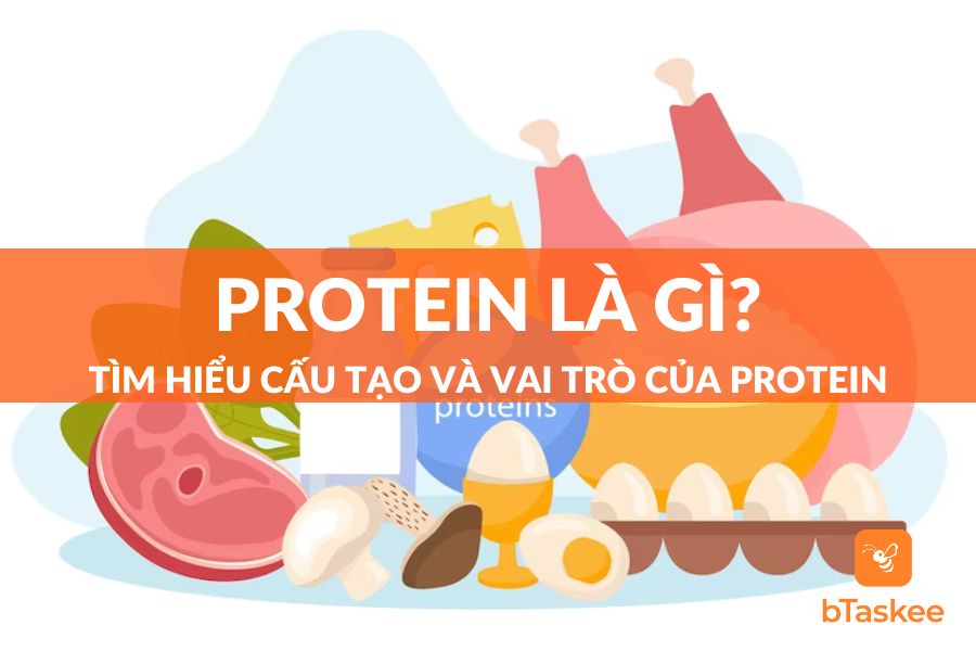 Protein Là Gì? Tìm Hiểu Cấu Tạo Và Vai Trò Của Protein