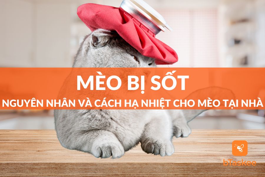 Vì Sao Mèo Bị Sốt? Cách Chăm Sóc Và Điều Trị Mèo Sốt Tại Nhà Ra Sao?