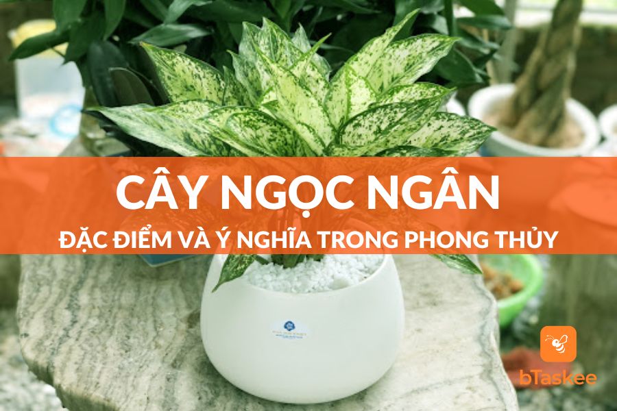 Cây Ngọc Ngân: Đặc Điểm Và Ý Nghĩa Phong Thủy Của Cây