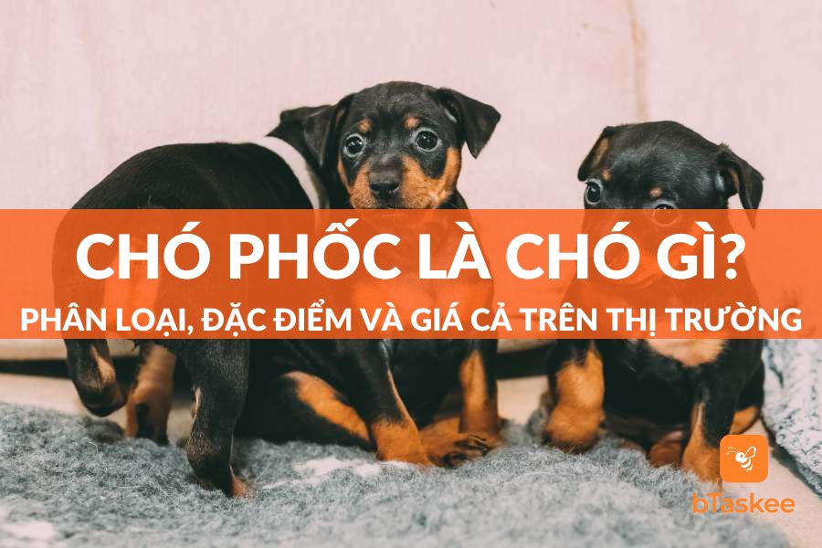 Chó Phốc (Fox) Là Chó Gì? Phân Loại, Đặc Điểm Và Giá Cả