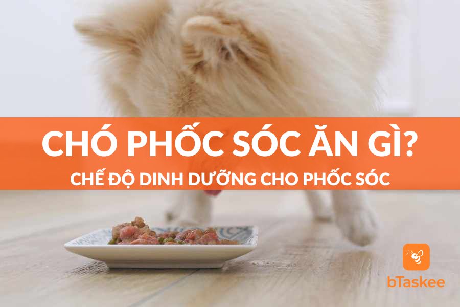 Chó Phốc Sóc Ăn Gì? Chế Độ Dinh Dưỡng Cho Chó Phốc Sóc