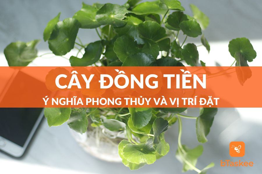 Cây Đồng Tiền: Ý Nghĩa Phong Thủy Và Cách Trồng, Chăm Sóc