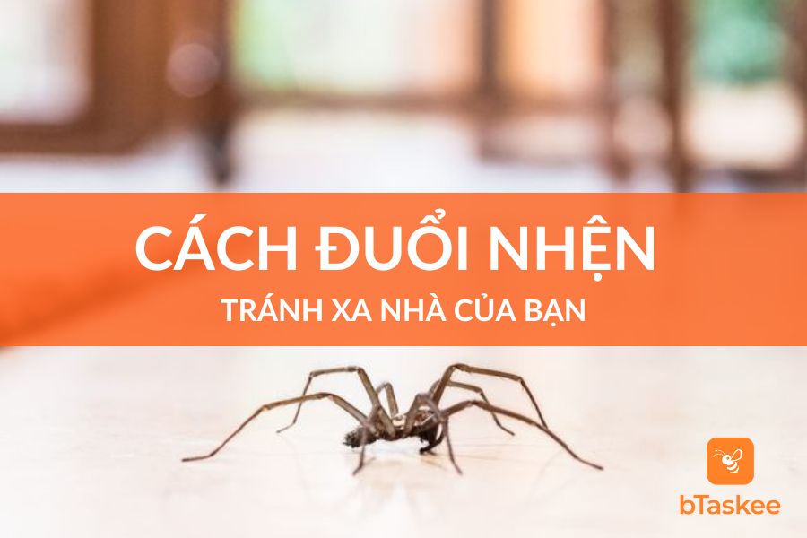 Cách Đuổi Nhện Tránh Xa Nhà Bạn An Toàn Và Hiệu Quả