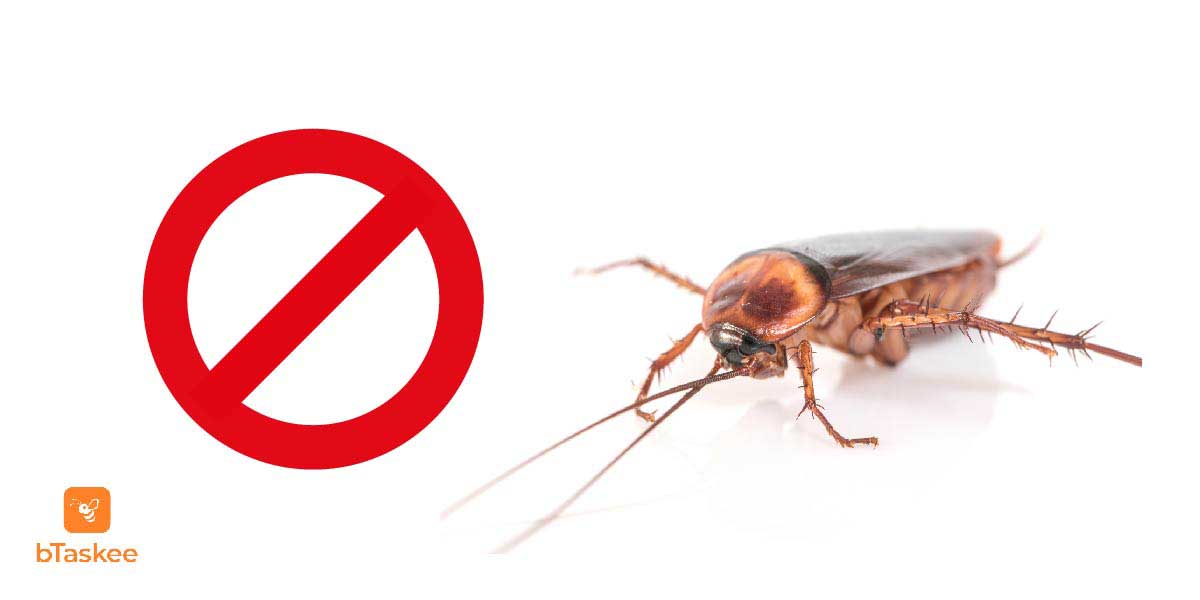 Top 9 cách đuổi gián ra khỏi nhà với nguyên liệu tự nhiên