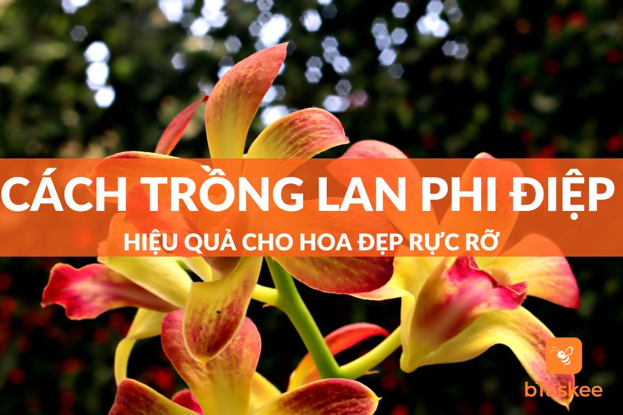 [Bật mí] Cách Trồng Lan Phi Điệp Cho Hoa Đẹp Rực Rỡ