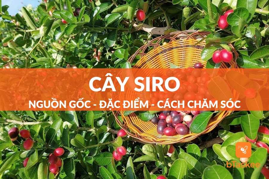 Cây Siro: Đặc Điểm, Công Dụng, Cách Trồng Và Lưu Ý Chăm Sóc