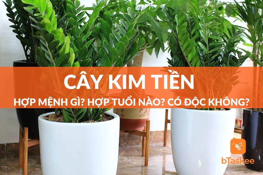 Cây Kim Tiền Hợp Mệnh Gì? Hợp Tuổi Nào? Có Độc Không?