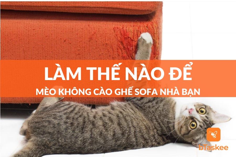 Làm Thế Nào Để Mèo Không Cào Ghế Sofa? Giải Pháp Là Gì?