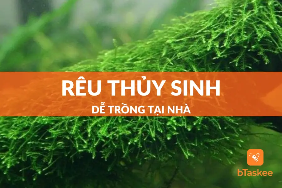 Top 14 Loại Rêu Thủy Sinh Đẹp, Dễ Trồng Được Yêu Thích Nhất