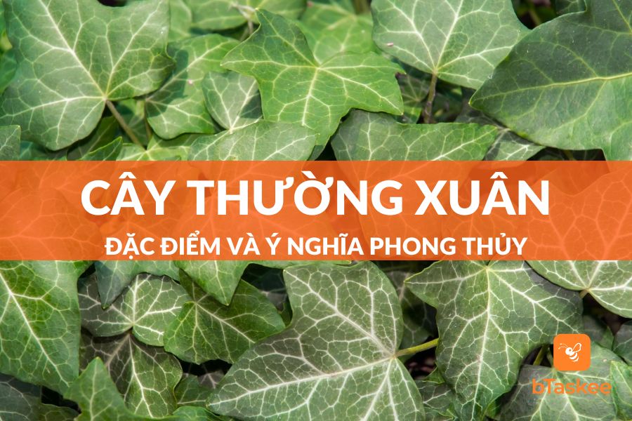 Cây Thường Xuân Có Đặc Điểm Và Ý Nghĩa Phong Thủy Gì?