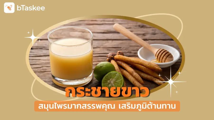 'กระชายขาว' สมุนไพรมากสรรพคุณ เสริมภูมิต้านทาน