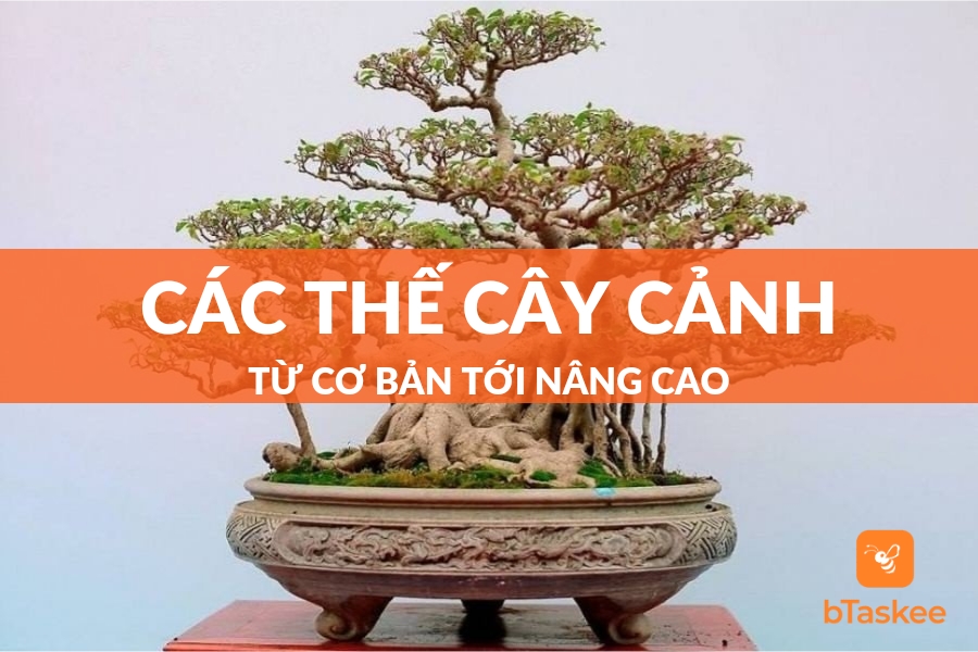 Tìm Hiểu Các Thế Cây Cảnh Từ Cơ Bản Đến Nâng Cao