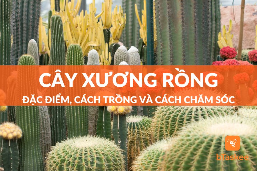 Cây Xương Rồng: Nguồn Gốc, Ý Nghĩa Phong Thủy Và Cách Chăm Sóc