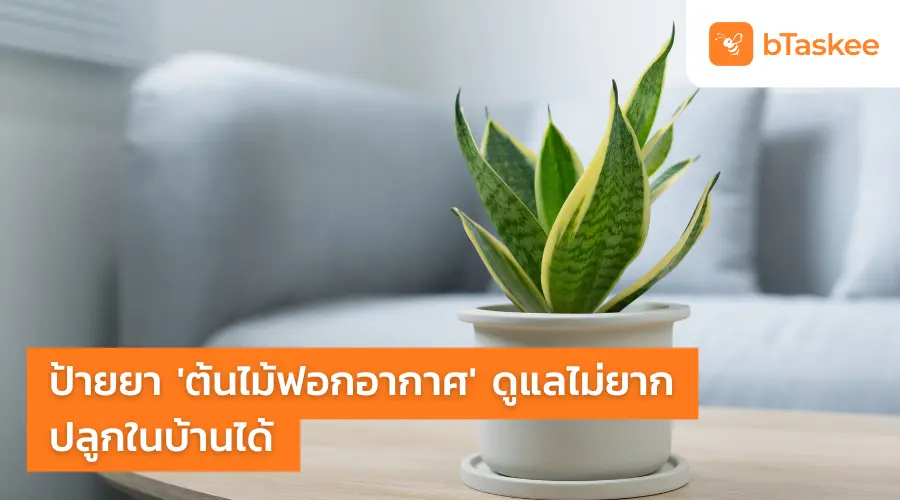 ป้ายยา ต้นไม้ฟอกอากาศ ดูแลไม่ยาก ปลูกในบ้านได้