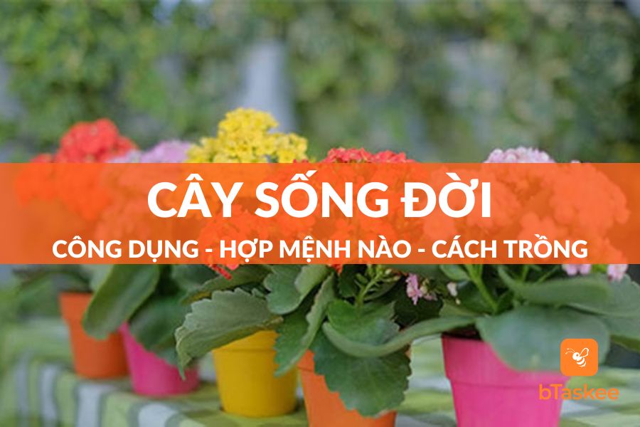 Cây Sống Đời: Công Dụng - Hợp Mệnh Nào - Cách Trồng