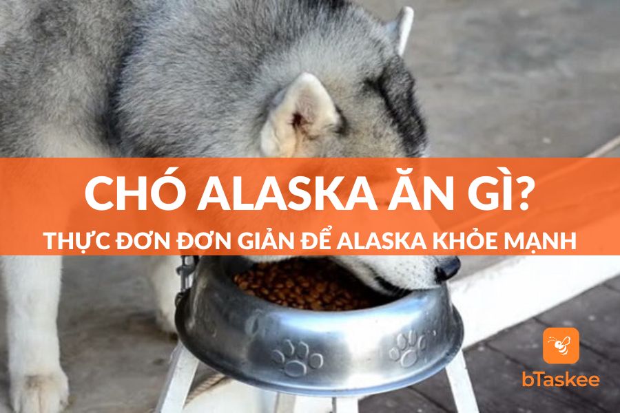 Chó Alaska Ăn Gì Để Luôn Khỏe Mạnh Và Thông Minh?