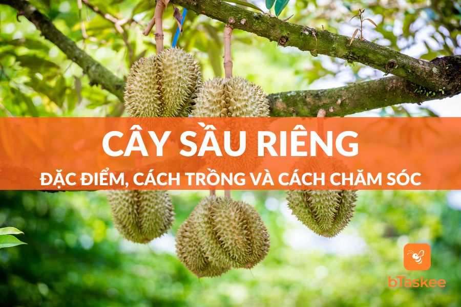 Cây Sầu Riêng: Đặc Điểm, Công Dụng, Ý Nghĩa, Cách Trồng Và Cách Chăm Sóc