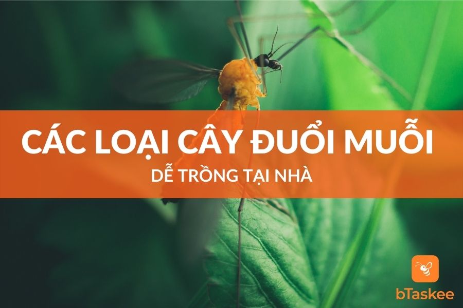 Các Loại Cây Đuổi Muỗi Dễ Trồng Tại Nhà