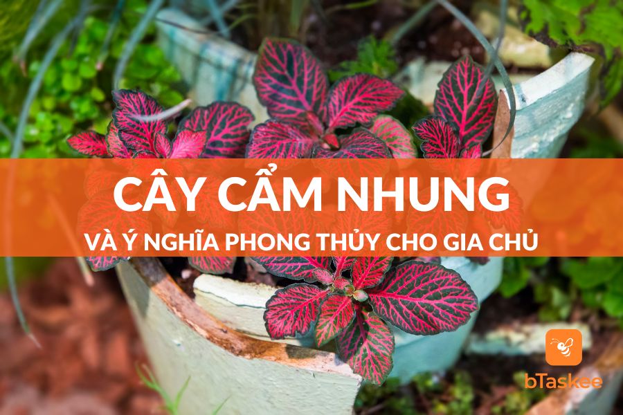 Cây Cẩm Nhung: Ý Nghĩa Phong Thủy - Cách Trồng Chi Tiết