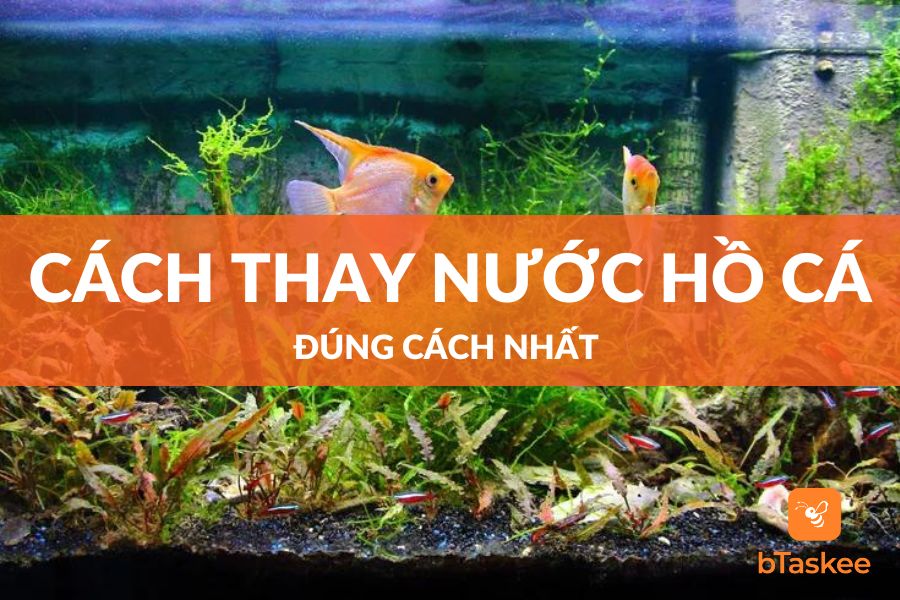 Cách Thay Nước Hồ Cá Sạch Bong Cặn Bẩn Đơn Giản
