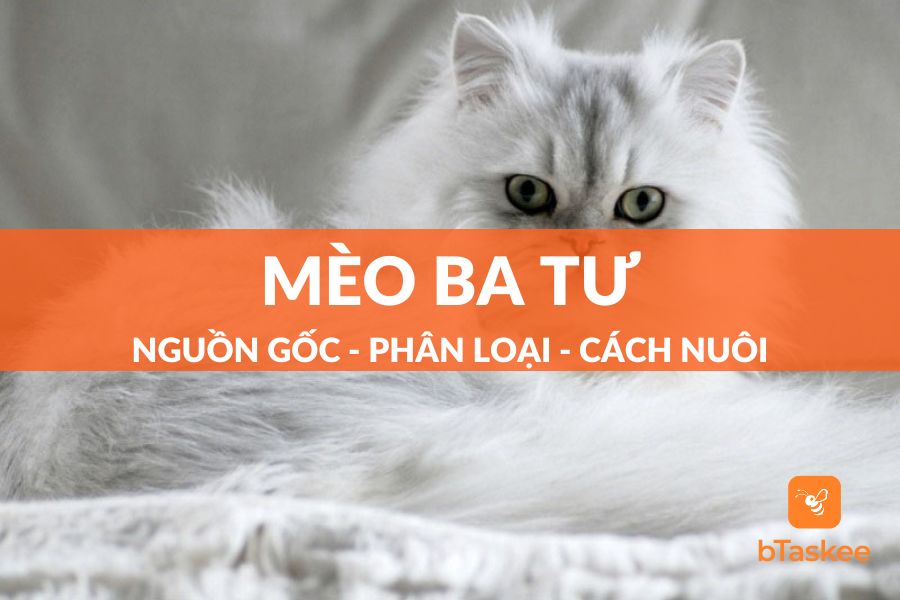 Cẩm Nang Mèo Ba Tư: Nguồn Gốc, Phân Loại, Cách Nuôi Và Chăm Sóc
