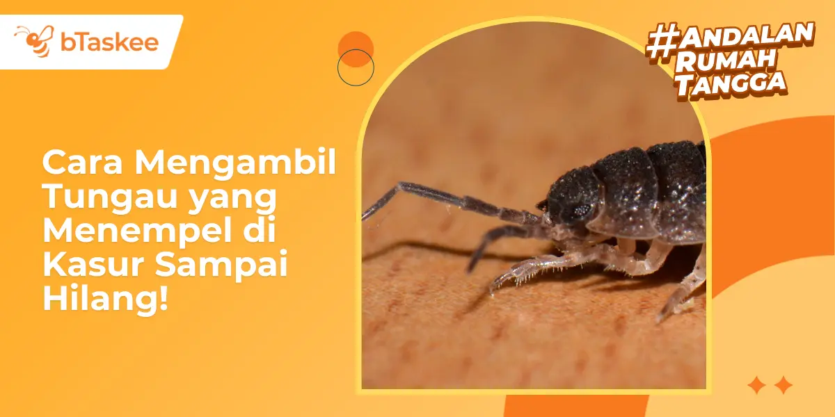 Cara Mengambil Tungau yang Menempel di Kasur Sampai Hilang!