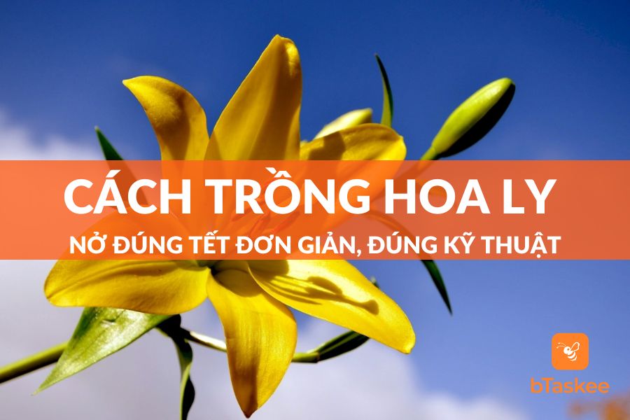 Hướng Dẫn Cách Trồng Hoa Ly Đúng Tết Đơn Giản, Đúng Kỹ Thuật
