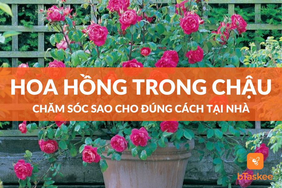 Mẹo Chăm Sóc Hoa Hồng Trong Chậu Đúng Cách Tại Nhà