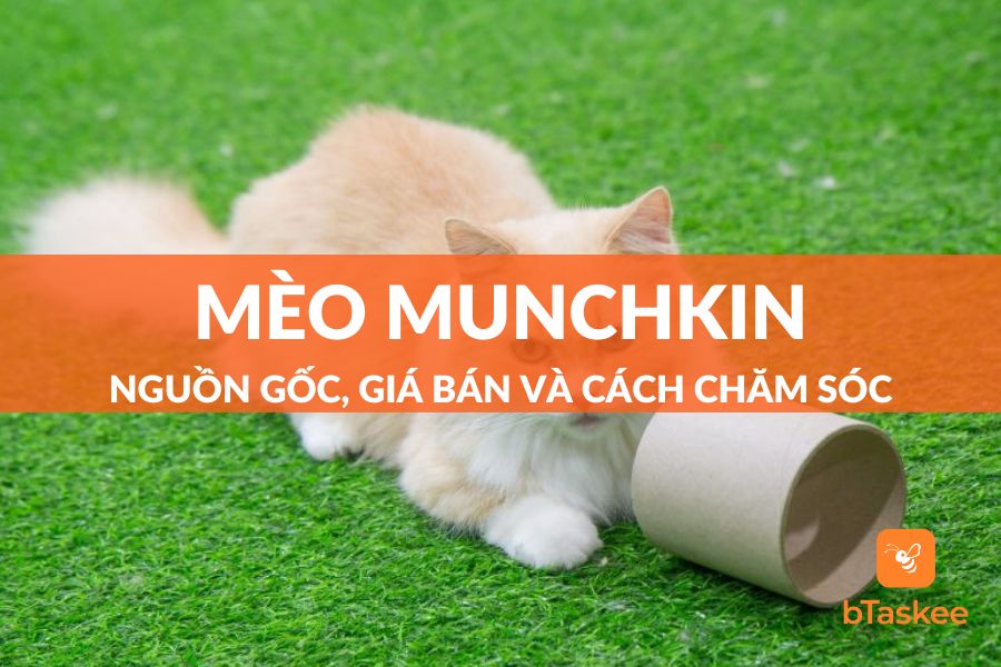 Mèo Munchkin: Nguồn Gốc, Giá Bán Và Hướng Dẫn Cách Chăm Sóc
