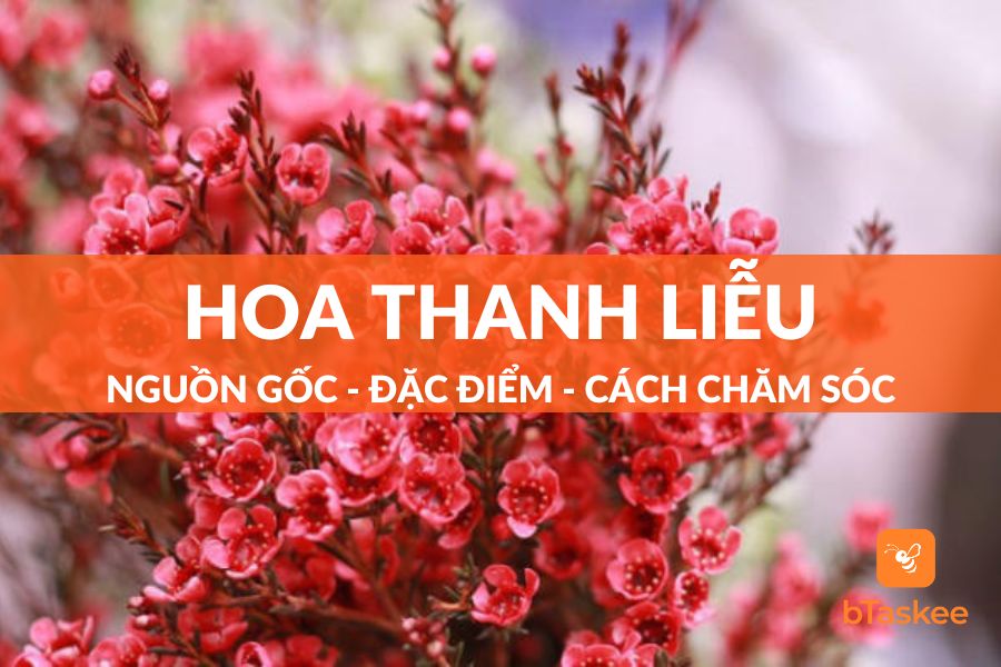 Hoa Thanh Liễu: Nguồn Gốc, Đặc Điểm Và Cách Trồng
