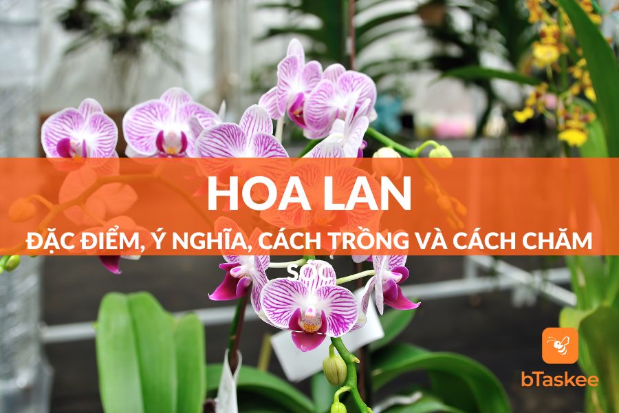 Hoa Lan: Đặc Điểm, Công Dụng, Ý Nghĩa, Cách Trồng Và Cách Chăm Sóc