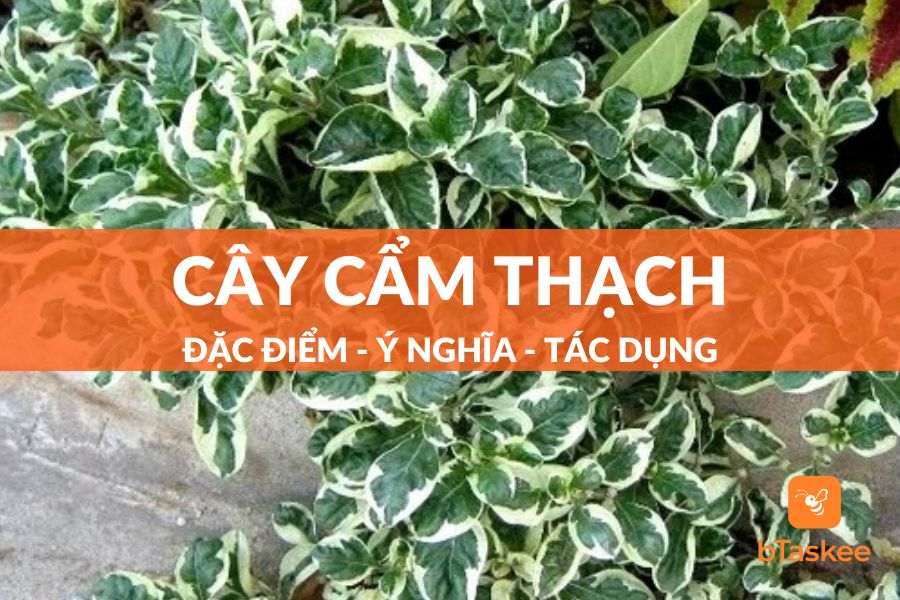 Cây Cẩm Thạch: Đặc Điểm, Công Dụng, Cách Trồng Và Lưu Ý Chăm Sóc