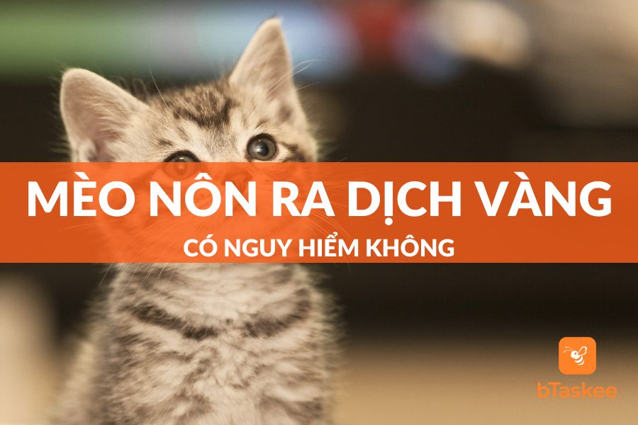 [Giải Đáp] Mèo Nôn Ra Dịch Vàng Có Nguy Hiểm Không?