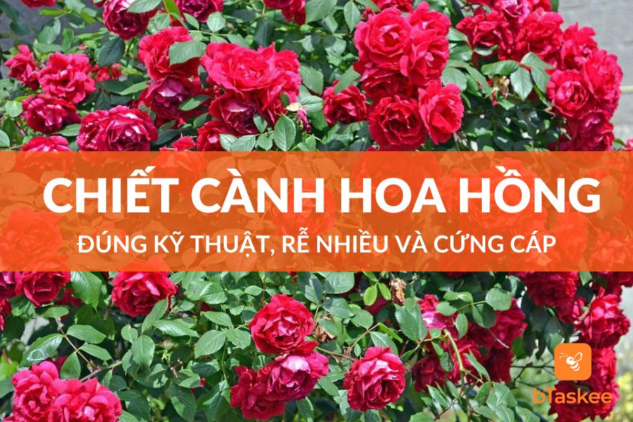 Cách Chiết Hoa Hồng Đúng Kỹ Thuật Nhiều Rễ, Cứng Cáp