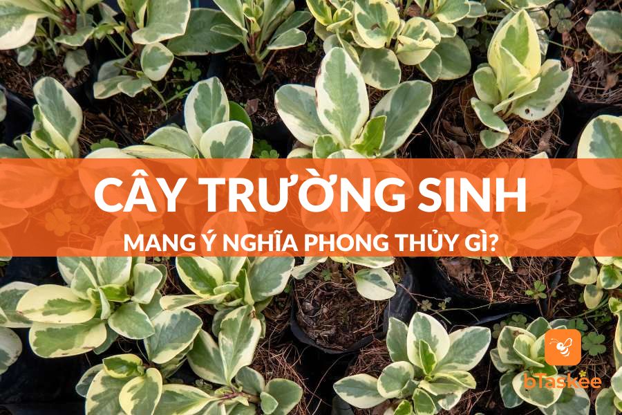 Cây Trường Sinh Có Ý Nghĩa Phong Thủy Gì? Cách Chăm Sóc Ra Sao?