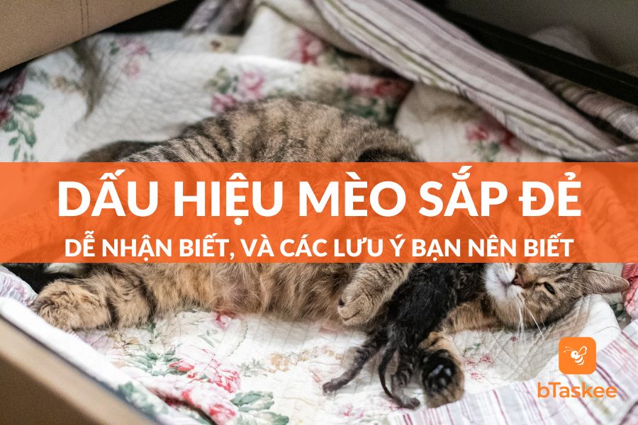 Các Dấu Hiệu Mèo Sắp Đẻ Dễ Nhận Biết Và Các Lưu Ý Bạn Nên Biết