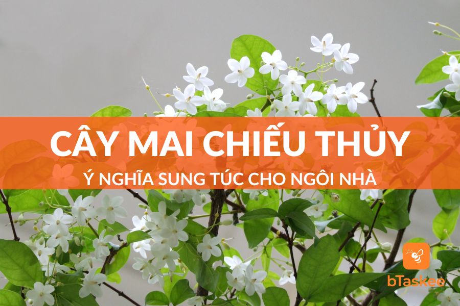 Cây Mai Chiếu Thủy: Ý Nghĩa Sung Túc Cho Ngôi Nhà