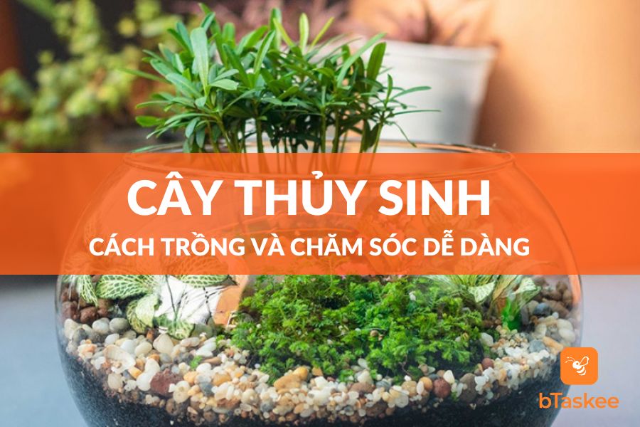 Cách Trồng Cây Thủy Sinh và Chăm Sóc Dễ Dàng Tại Nhà