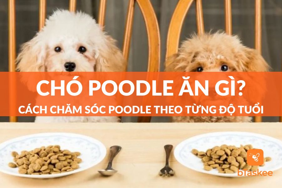 Chó Poodle Ăn Gì? Cách Chăm Sóc Poodle Theo Từng Độ Tuổi