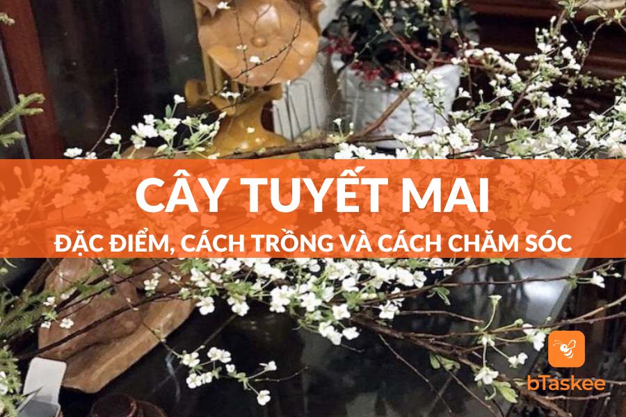 Cây Tuyết Mai: Đặc Điểm, Công Dụng, Cách Trồng Và Lưu Ý Chăm Sóc
