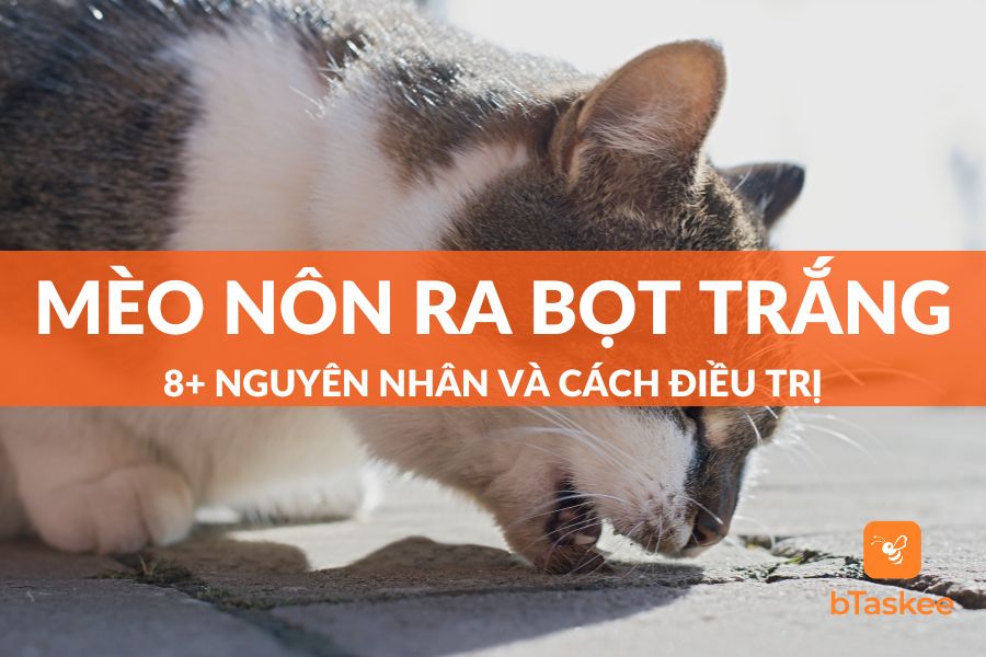 8+ Nguyên Nhân Khiến Mèo Nôn Ra Bọt Trắng Và Cách Điều Trị&nbsp;