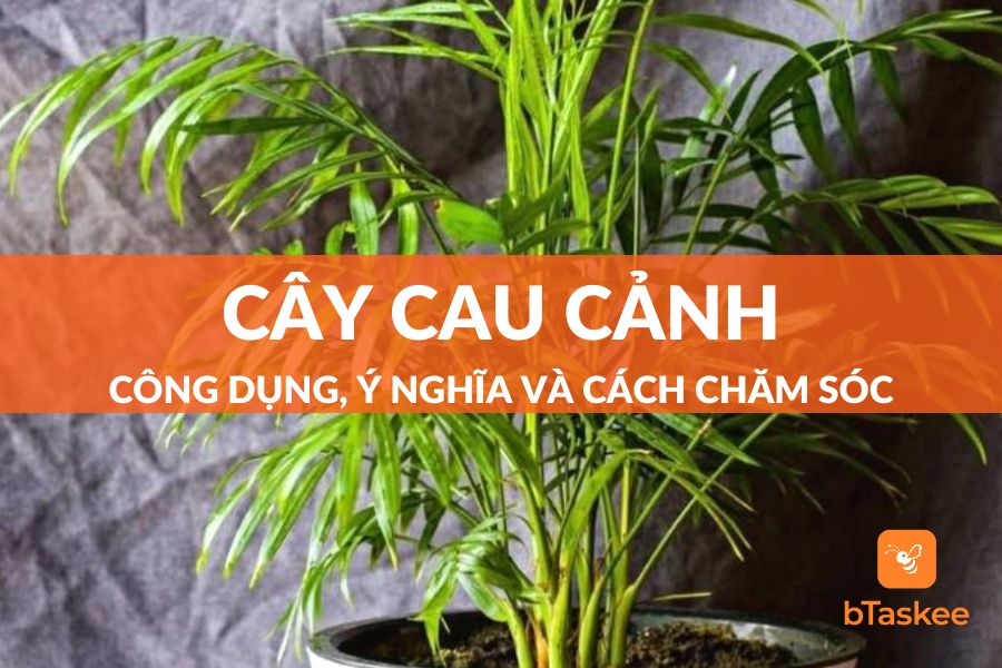 Cây Cau Cảnh: Công Dụng, Ý Nghĩa, Cách Trồng Và Chăm Sóc