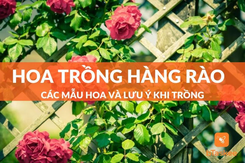 Những Mẫu Hoa Trồng Hàng Rào Tạo Nét Đẹp Cho Nhà Bạn