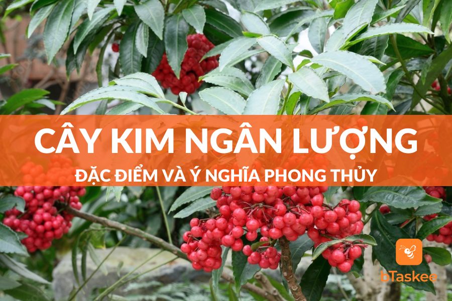 Cây Kim Ngân Lượng: Đặc Điểm  Và Ý Nghĩa Phong Thủy