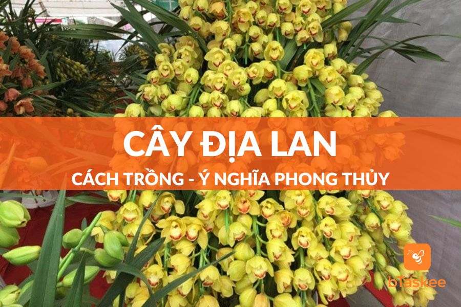 Cây Địa Lan: Đặc Điểm, Công Dụng, Ý Nghĩa Và Cách Chăm Sóc